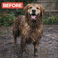 Wash Your Dog in 5 Minutes - No Mess, No Stress
